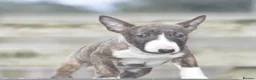 English Bull Terrier dogs for sale: Stunning miniature bull terrier puppies  - Advert 5