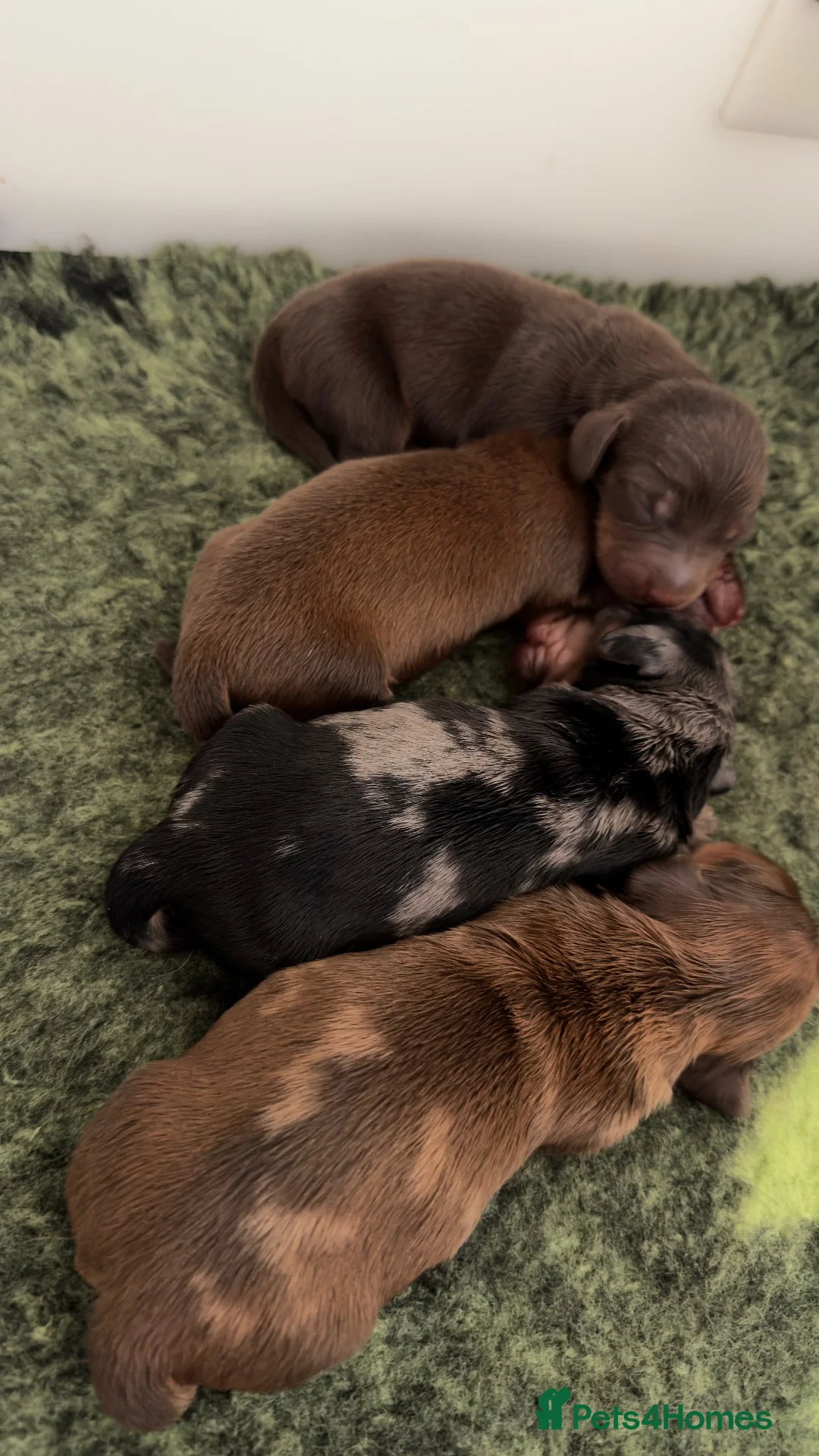 Miniature Dachshund dogs for sale: Miniature longhaired dachshund  - Advert 9