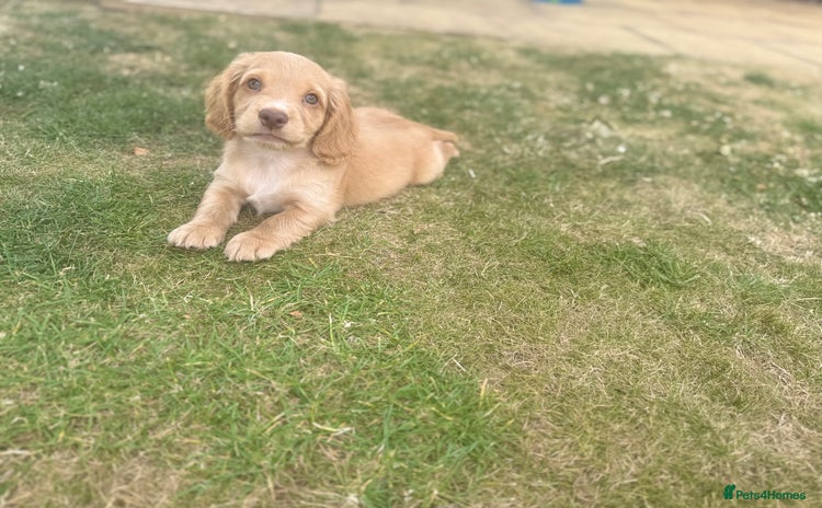 Cocker Spaniel dogs in Chatteris - Advert 5