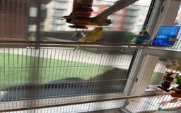 Budgerigars birds for sale: Budgie Pair and Supplies - Image 4