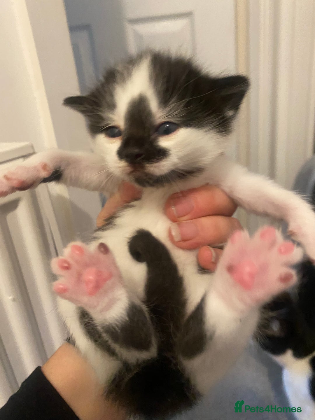 Mixed Breed cats for sale: Beautiful fluffy kittens - Advert 8