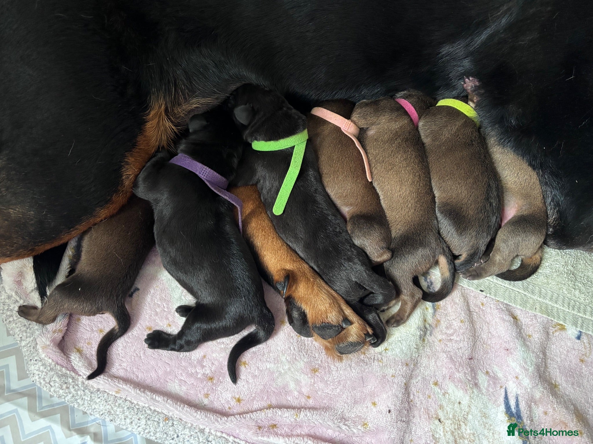 Mixed Breed dogs Great Rottie (Dane Weiler) Puppies - Advert 4