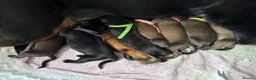Mixed Breed dogs for sale: Great Rottie (Dane Weiler) Puppies - Advert 1