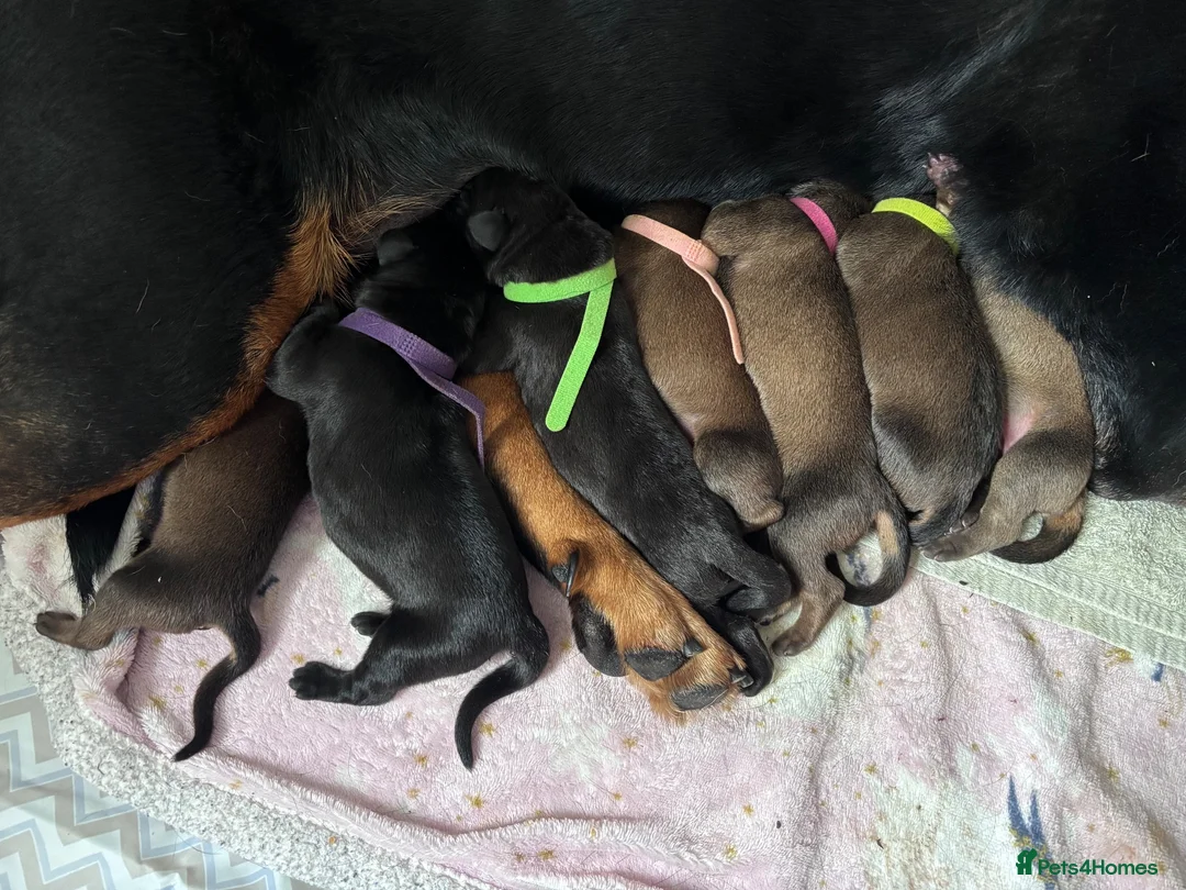 Mixed Breed dogs for sale: Great Rottie (Dane Weiler) Puppies - Advert 1