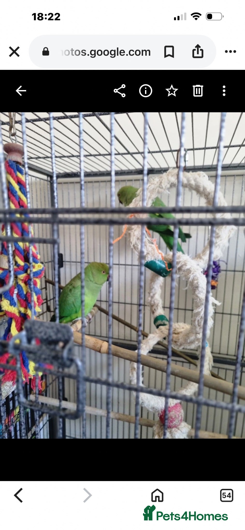 Parrots birds 2 x Indian ring neck parrots - Advert 1
