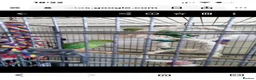 Parrots birds for sale: 2 x Indian ring neck parrots in Devizes - Advert 1