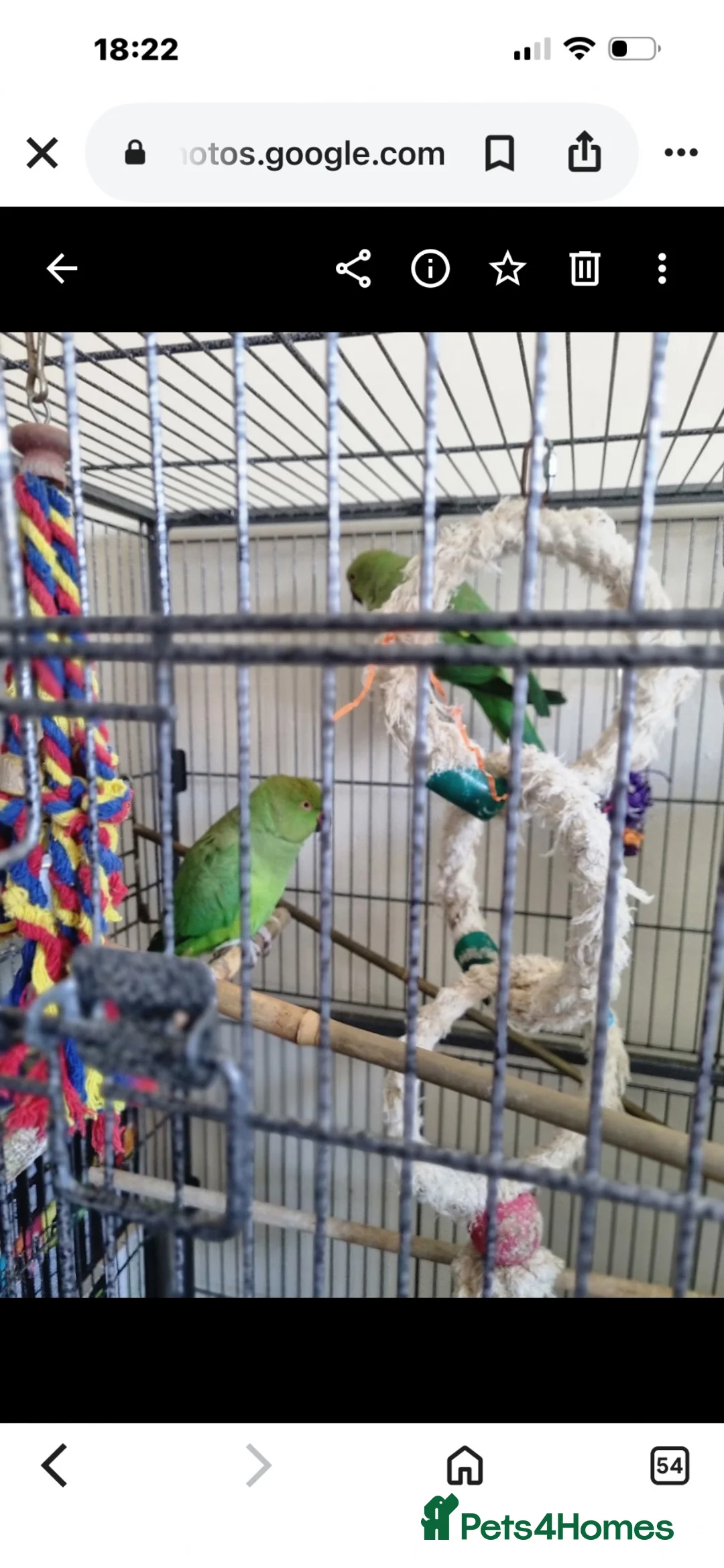Parrots birds for sale: 2 x Indian ring neck parrots in Devizes - Advert 1