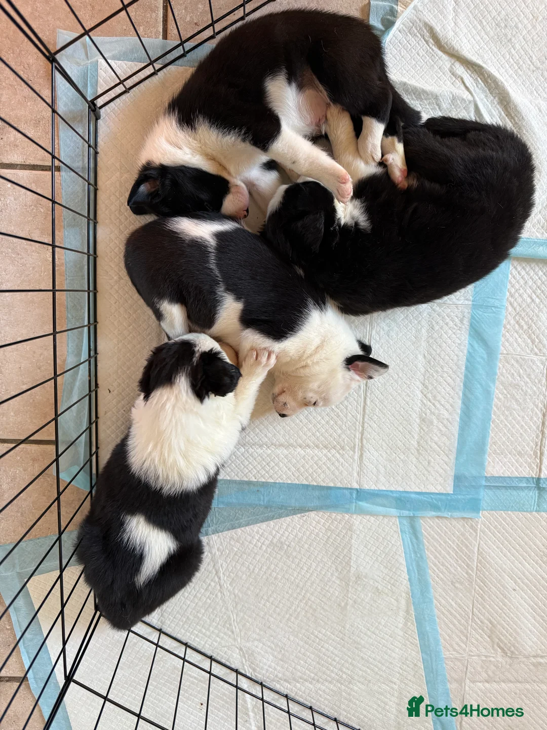 Border Collie dogs for sale: Border collie puppies seeking working/active homes - Advert 11
