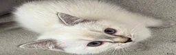 Ragdoll cats for sale: Ragdoll kittens with blue eyes ready for rehoming - Advert 9