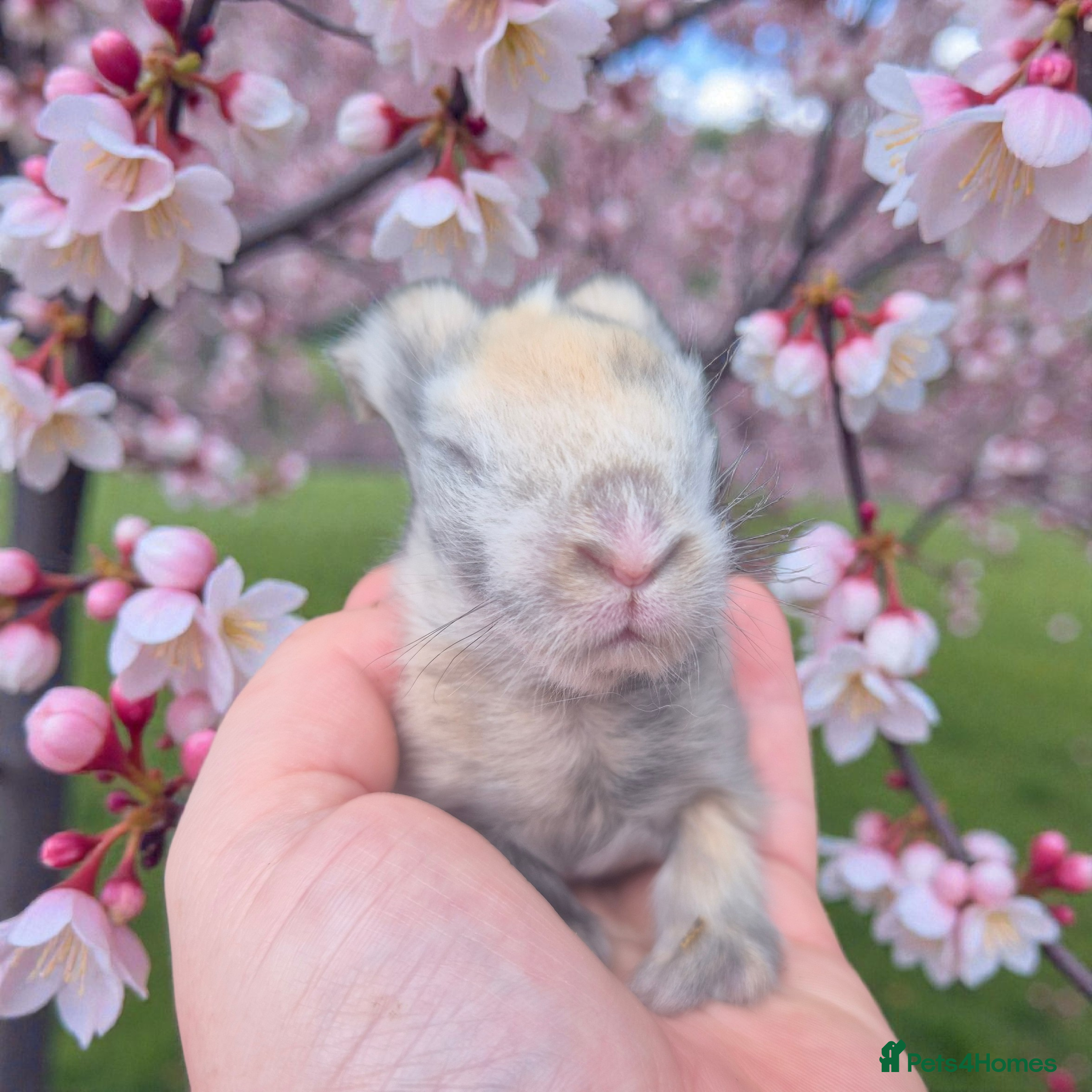 Angora rabbits 💙Stunning angora boys-imported parents💙  - Advert 18