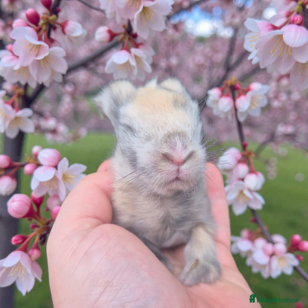 Angora rabbits for sale: 💗The most stunning angora- imported parents ❤️  - Advert 5