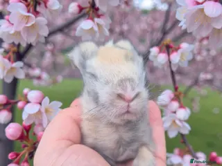 Angora rabbits 💙Stunning angora boys-imported parents💙 - Advert 18