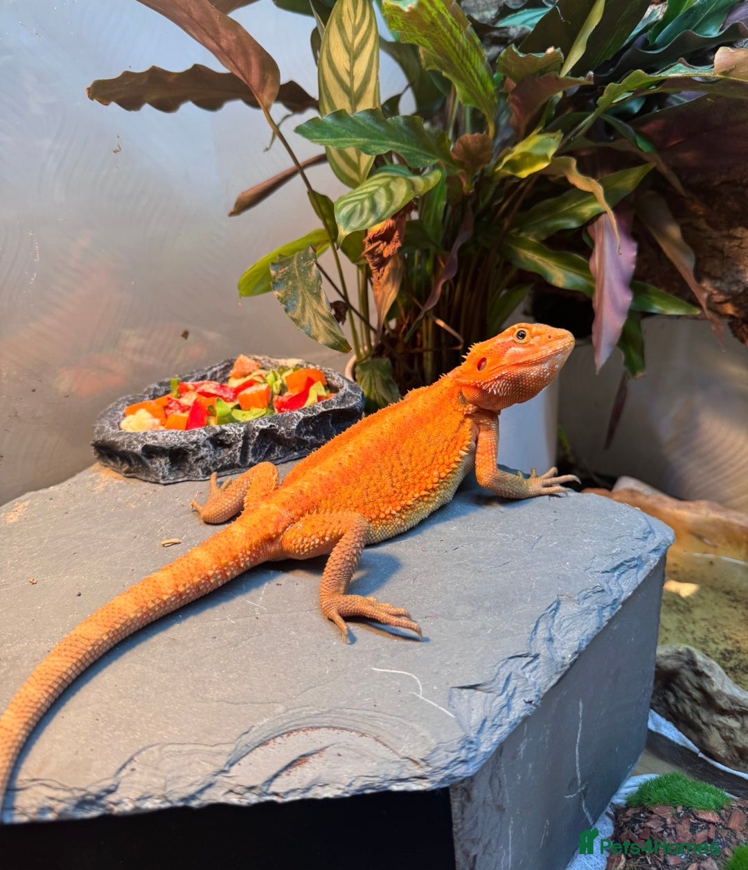 Bearded Dragon reptiles for sale: Orange Hypo Female Bearded dragon & set up - Advert 4