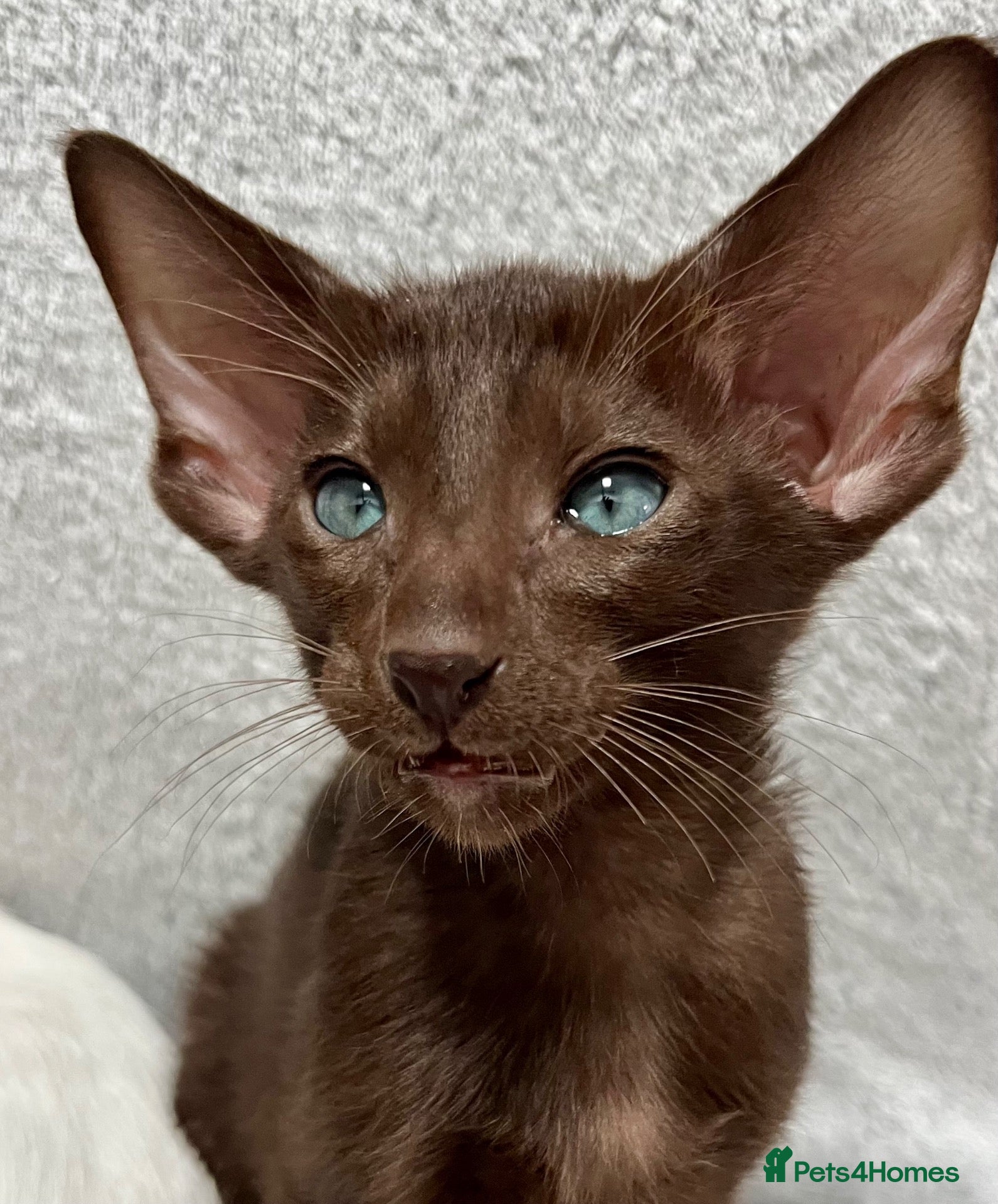 Oriental cats Exceptional show quality Orientals and Siamese  - Advert 1