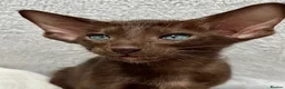 Oriental cats for sale: Exceptional show quality Orientals and Siamese  - Advert 1