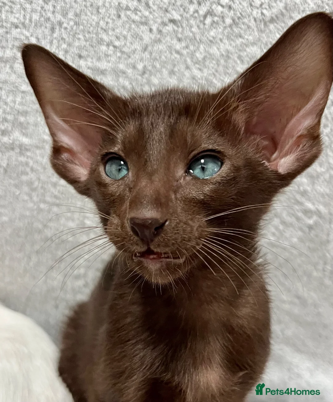 Oriental cats for sale: Exceptional show quality Orientals and Siamese  - Advert 1