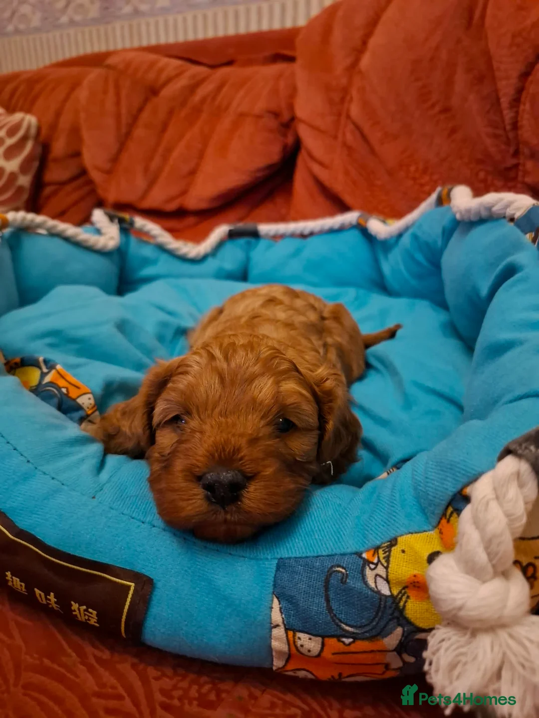 Cavapoo dogs for sale:  Cavapoo  - Advert 9