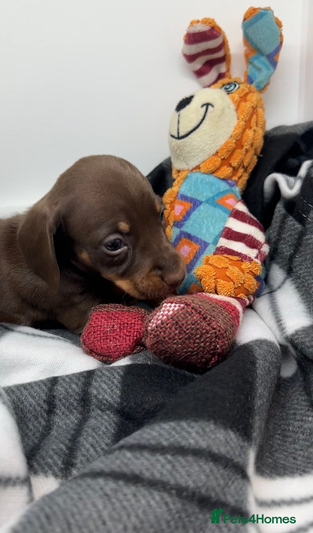 Miniature Dachshund dogs for sale: 3 Champion Line KC Miniature Dachshund Puppies  - Advert 12