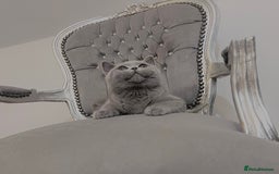 British Shorthair cats for sale: British blue shorthaired male & female kitten - Image 4