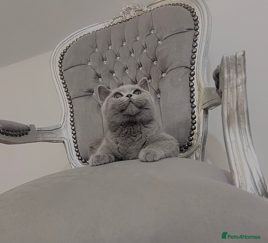 British Shorthair cats for sale: British blue shorthaired male & female kitten - Image 4