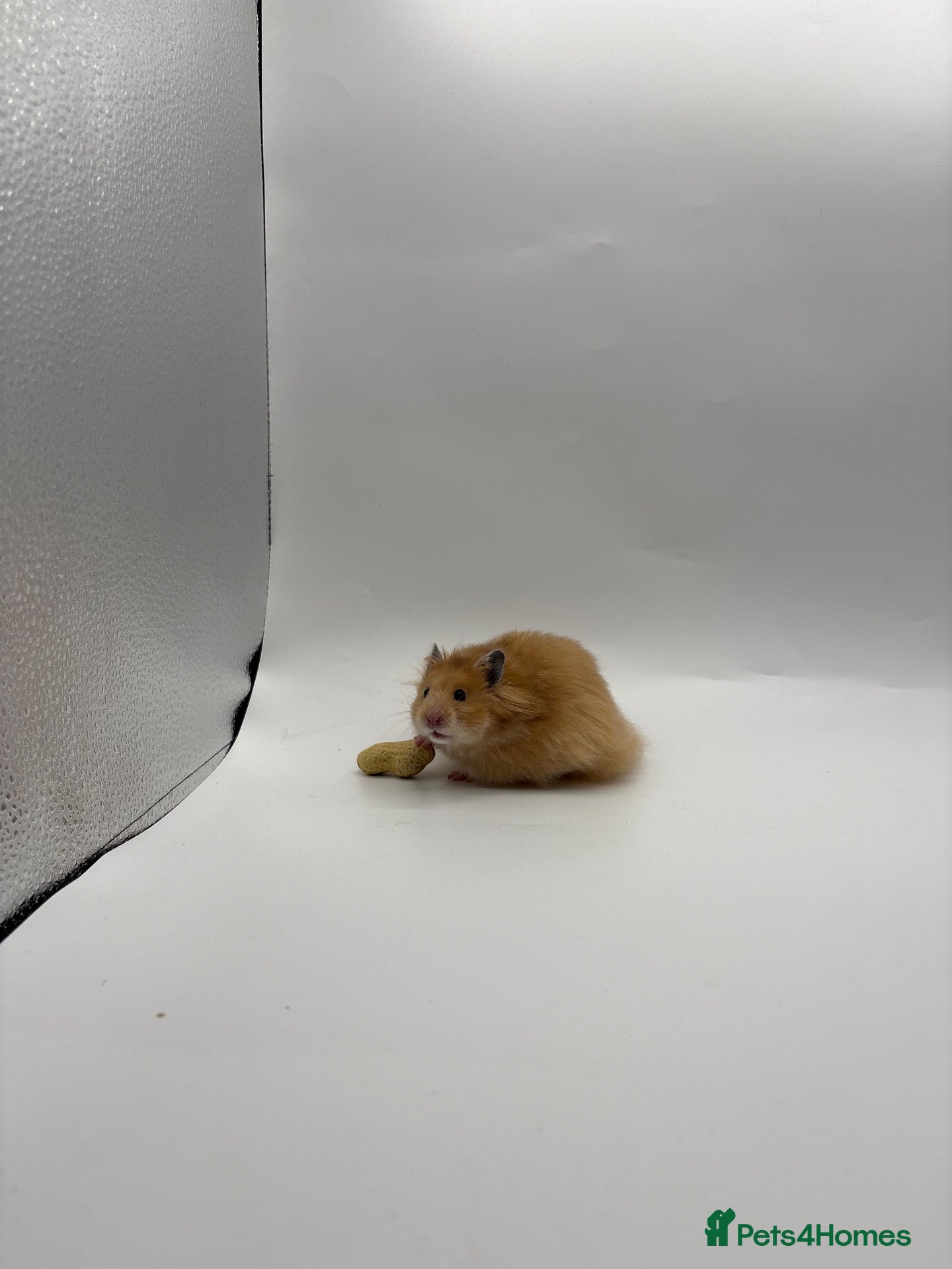 Hamster rodents Pedigree Syrian hamster pups  - Advert 2