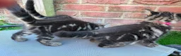 Bengal cats for sale: Bengal X Maine Coon Kittens  in Lyme Regis - Advert 14