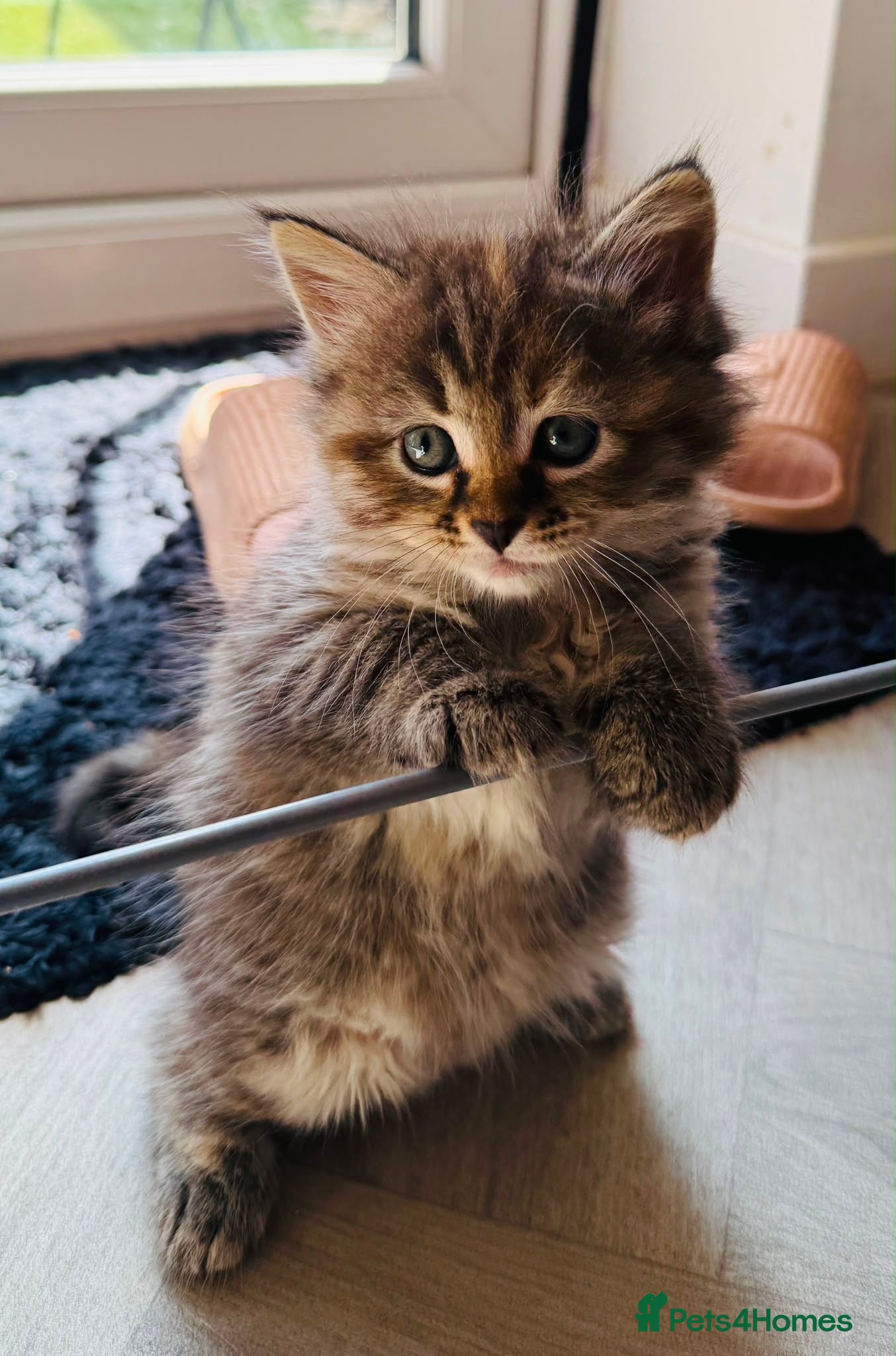 Mixed Breed cats Ginger Siberian mix kitten - Advert 1