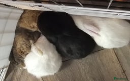 Mixed Breed rabbits for sale: 4 bunnies 2 white 1 BLK 1 brown and white - Image 1