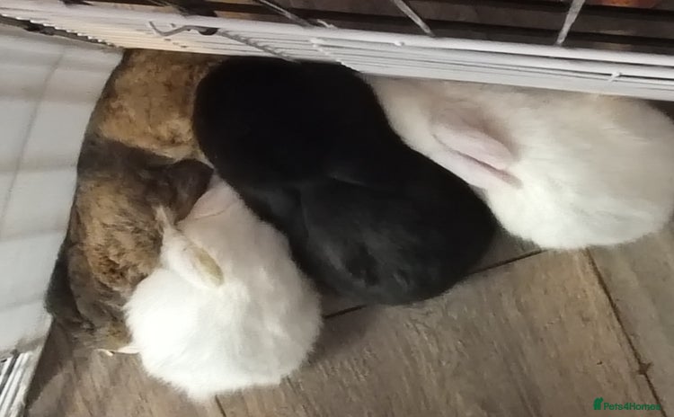 Mixed Breed rabbits - Advert 5