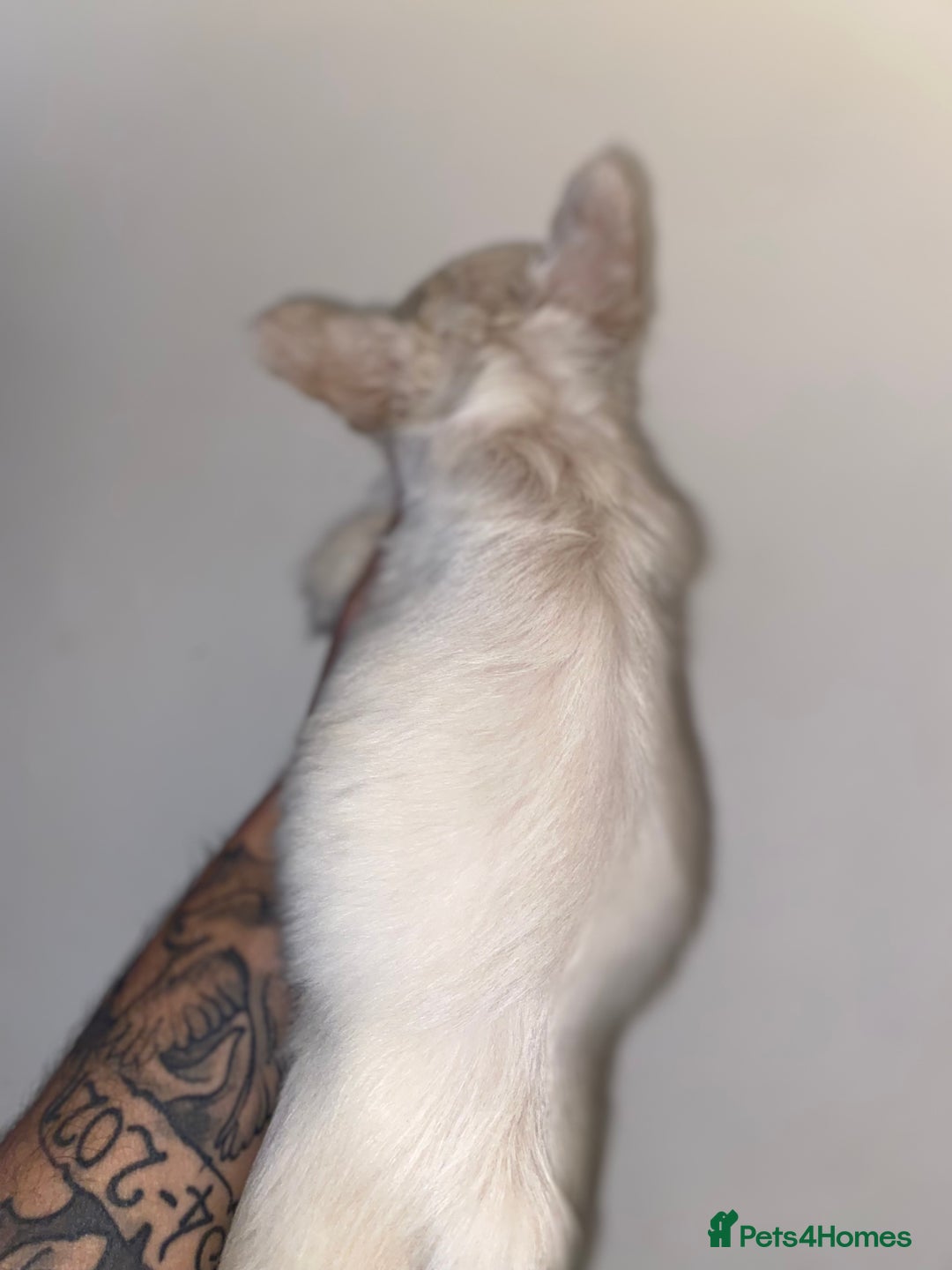 French Bulldog dogs for sale: Quality frenchies  - Advert 5