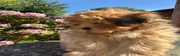 Lhasapoo dogs for sale: Lhasa apso cross toy poodle puppies for sale  - Advert 11