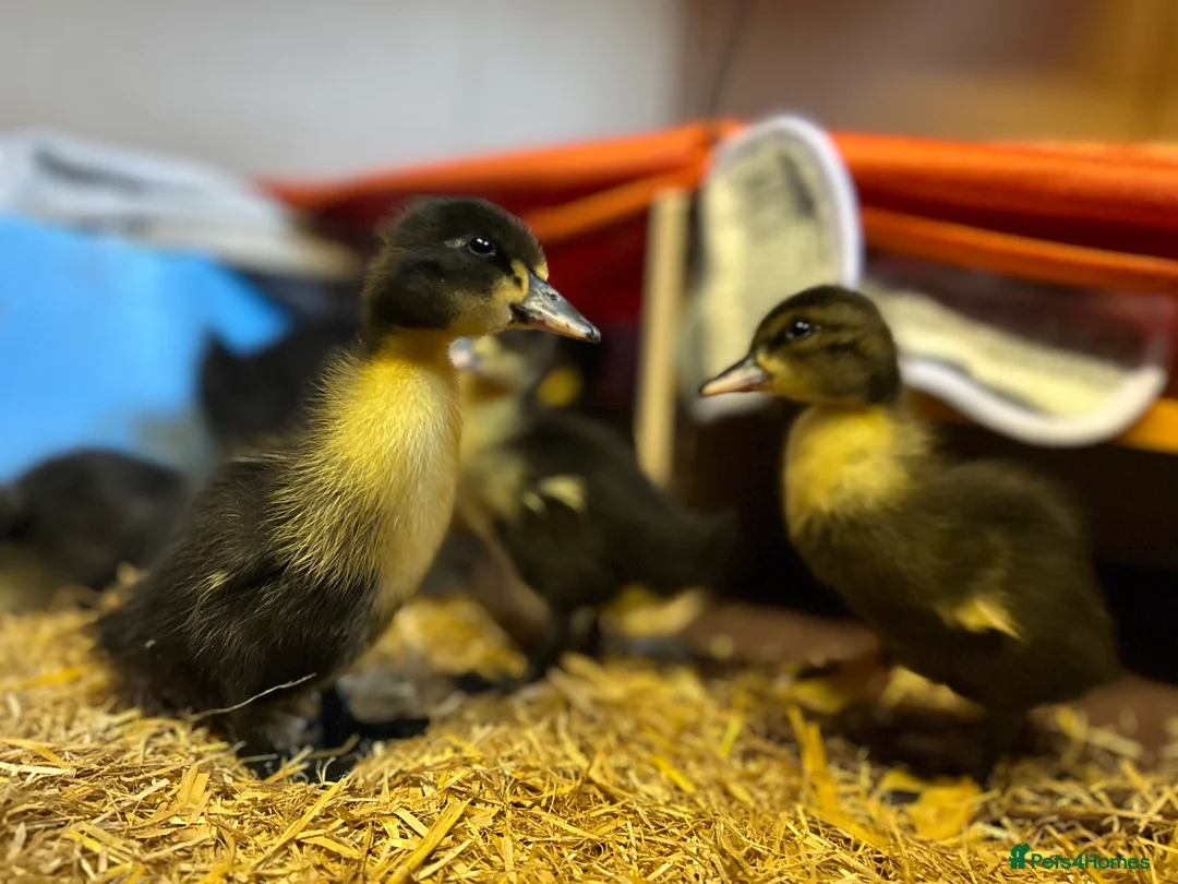 Ducks poultry for sale: Ducklings - Advert 2