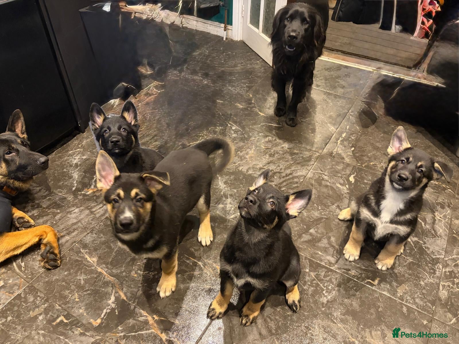 Shepsky dogs for sale: Shepskys: Fish, Chips, Mushy and Peas - Advert 2