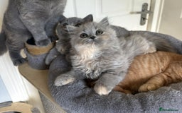 British Shorthair cats for sale: GCCF registered British longhairs and Shorthairs - Image 1