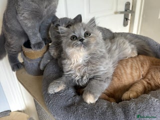 British Shorthair cats - Advert 6