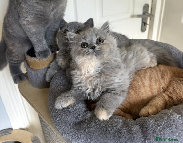 British Shorthair cats - Advert 2