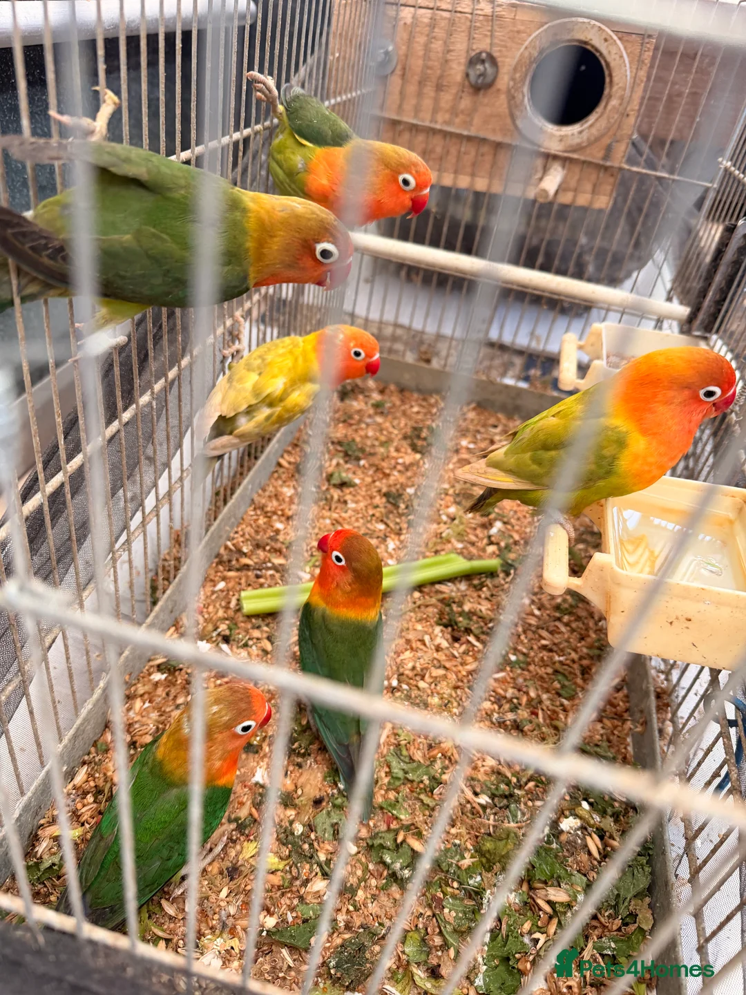 Lovebirds birds for sale: Lovebirds are looking for new home - Advert 2