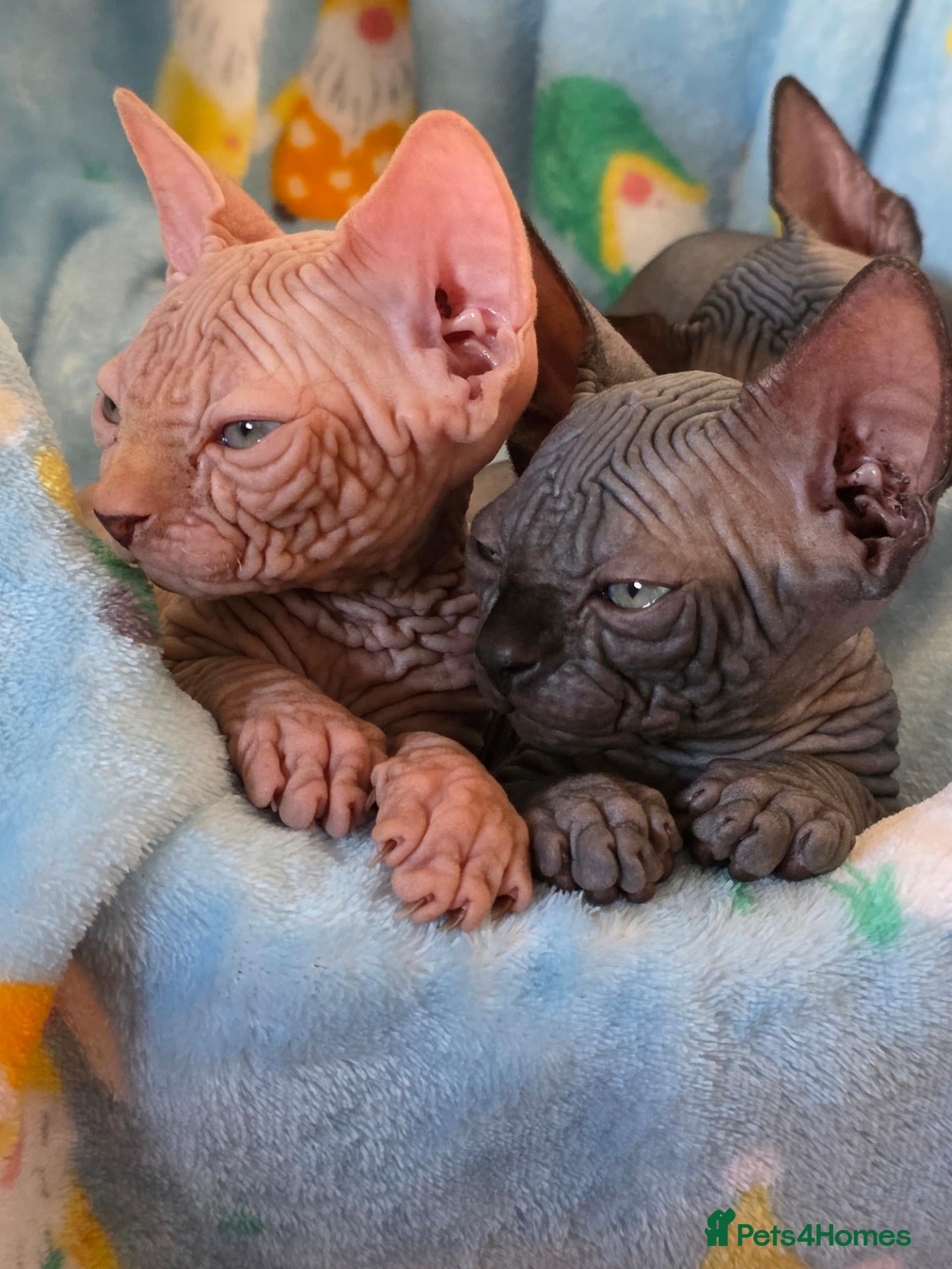 Sphynx cats ✨ Exceptional Sphynx Kittens Available ✨ - Advert 1