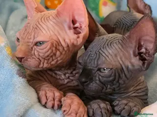 Sphynx cats LAST😍✨ Exceptional Sphynx Kitten Available ✨ - Advert 1