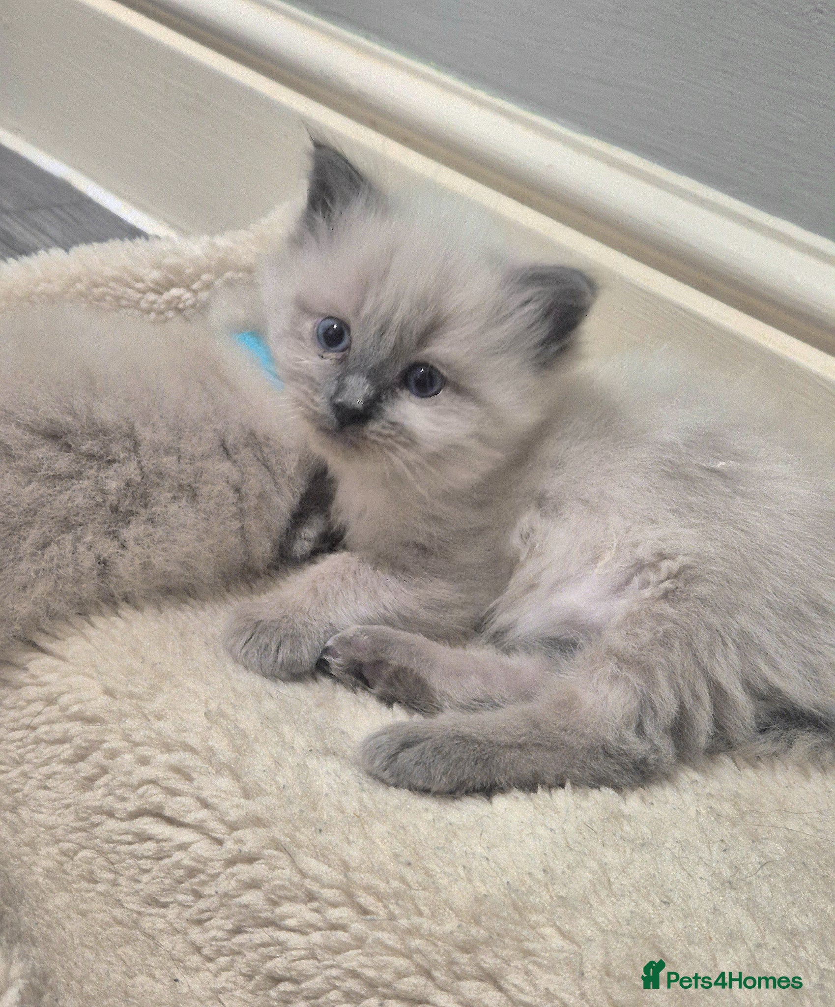 Ragdoll cats Exceptional Purebred Ragdoll Kittens - Advert 11