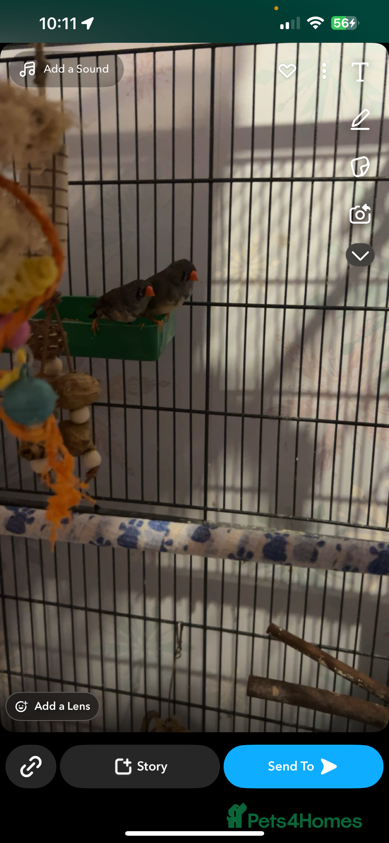 Finches birds Looking for 2 male finches  - Advert 2