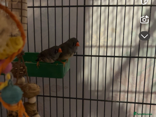 Finches birds Looking for 2 male finches - Advert 4