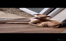 Mixed Breed dogs for sale: Tank american bull x  - Advert 1