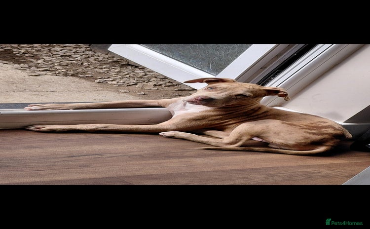 Mixed Breed dogs Tank american bull x  - Advert 14