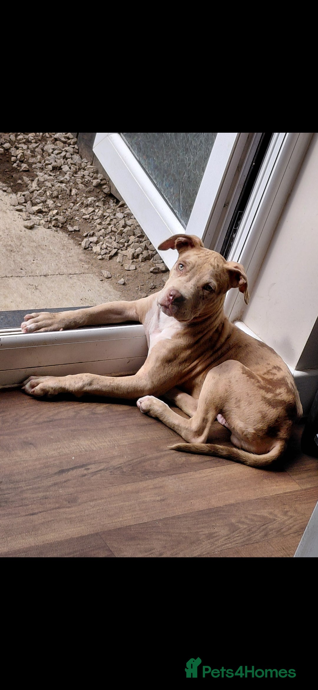 Mixed Breed dogs for sale: Tank american bull x  - Advert 1