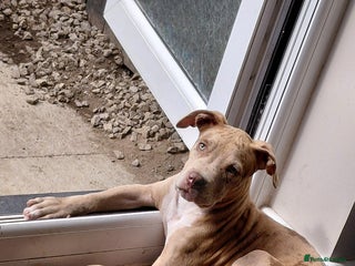 Mixed Breed dogs Tank american bull x - Advert 1