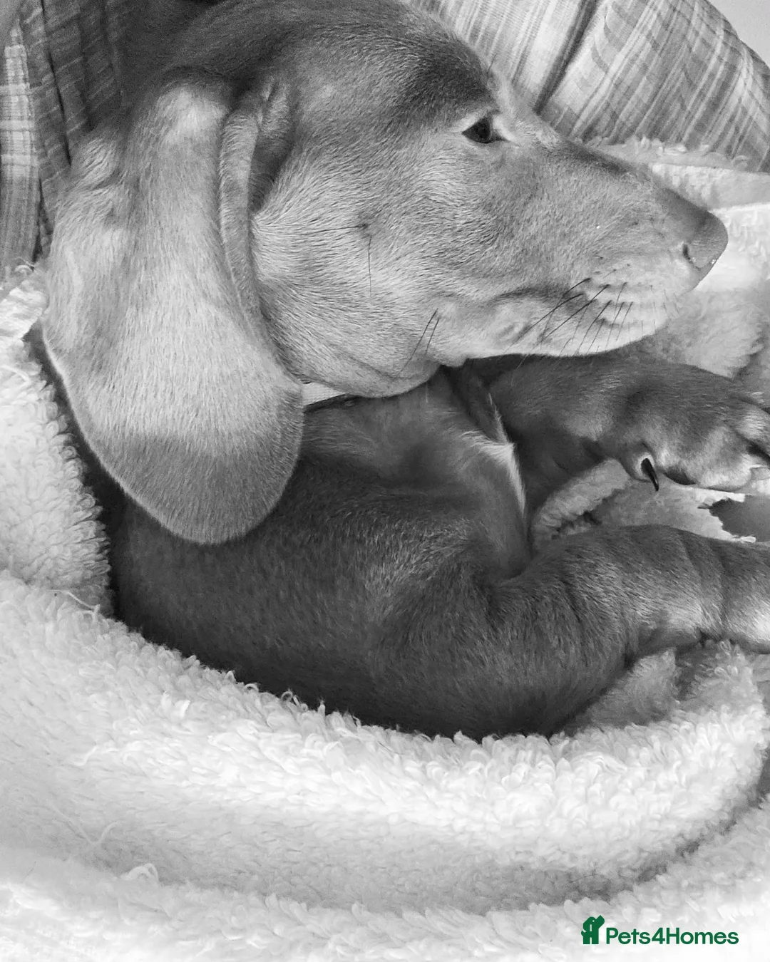 Miniature Dachshund dogs for sale: 🩵DIXIE🩵 3 Year Old Miniature Dachshund  - Advert 2