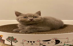 British Shorthair cats for sale: ✨beautiful lilac male British shorthair kitten✨ - Image 4