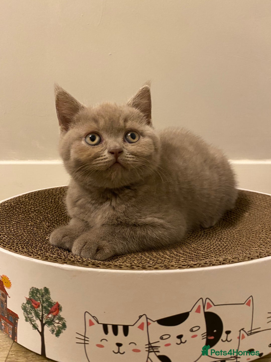 British Shorthair cats for sale: ✨beautiful lilac male British shorthair kitten✨ - Image 4