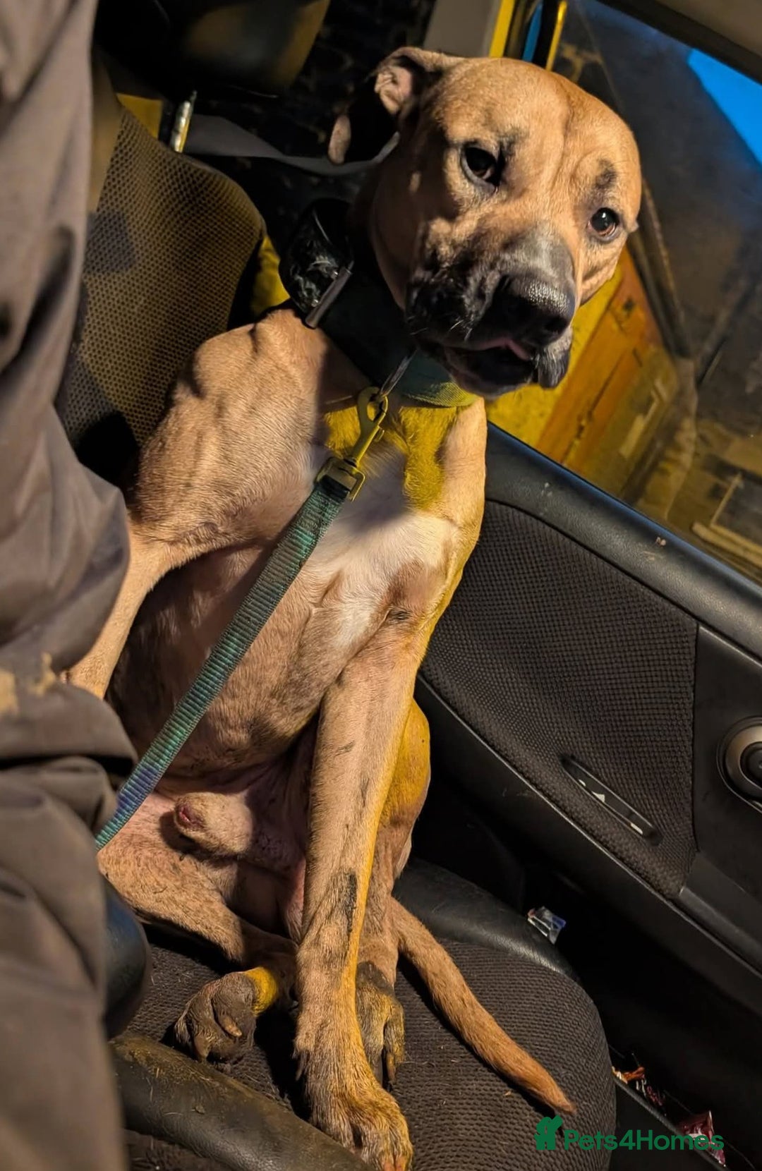 Mixed Breed dogs for sale: Bull greyhound ex working dog - Advert 2